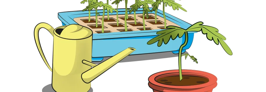 Pflanzenanzucht mit Gießkanne